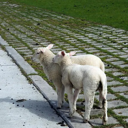 Raue, Vermittlung Nordsee